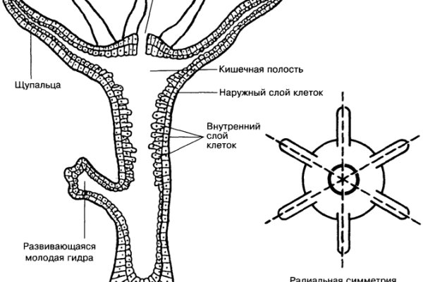 Официальный сайт даркнет